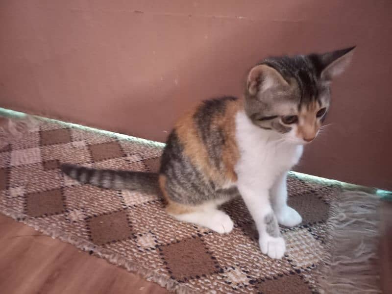 Turkish Angoora kittens for sale 12