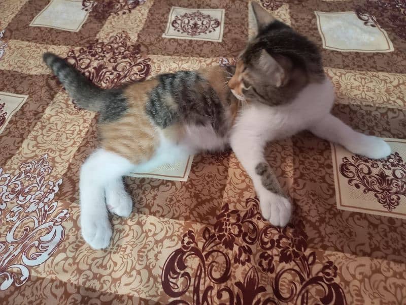 Turkish Angoora kittens for sale 13