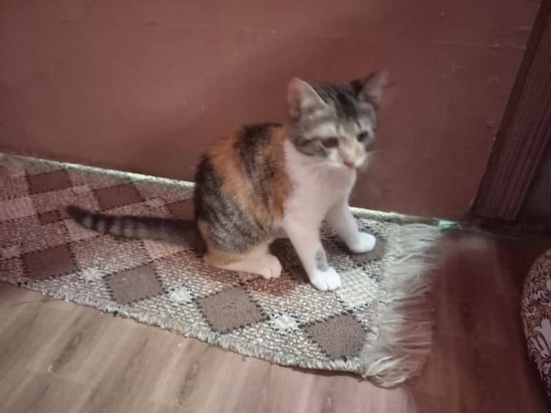 Turkish Angoora kittens for sale 15