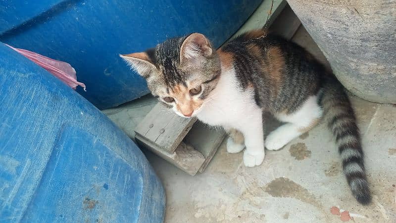 Turkish Angoora kittens for sale 17