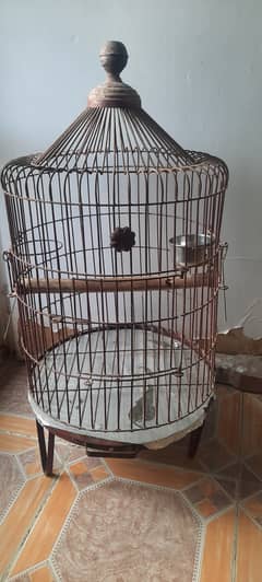 Cage grey parrot/pahari