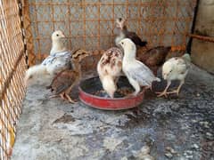 8 Aseel chicks