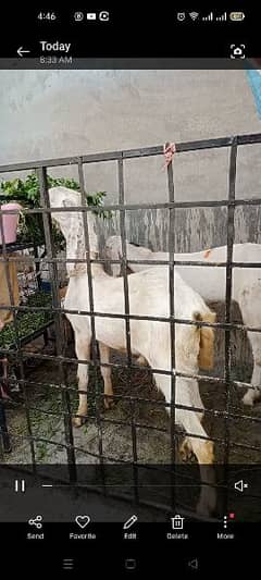 pair of beautiful goats