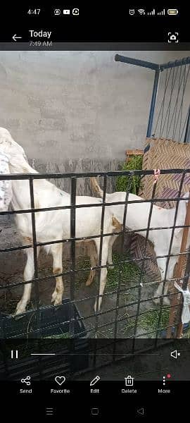 pair of beautiful goats 1
