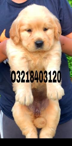 American Golden Retriever  Imported puppies