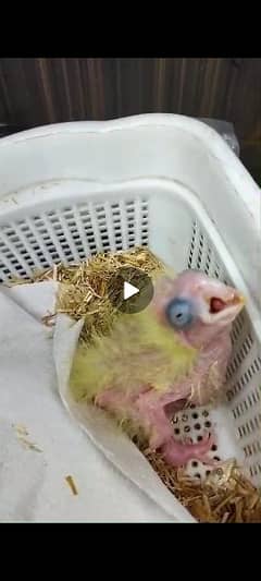 Triton cockatoo Age 20 days