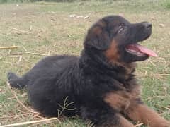 German shepherd female pup in black & masterd