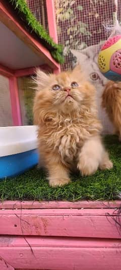 Persian male kitten available for sale