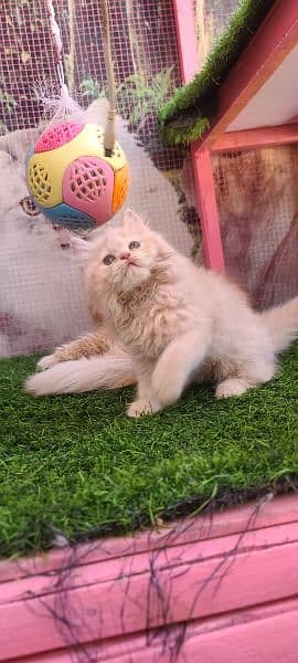 Persian male kitten available for sale 2