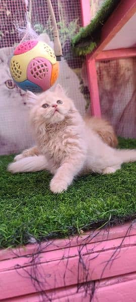 Persian male kitten available for sale 3