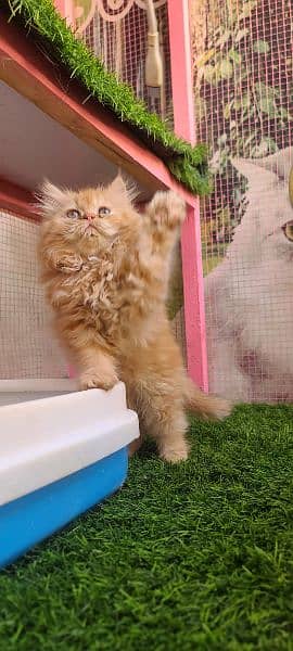Persian male kitten available for sale 5