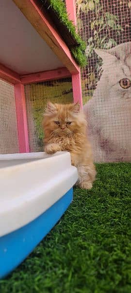 Persian male kitten available for sale 8