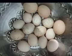 Aseel Lasani Eggs