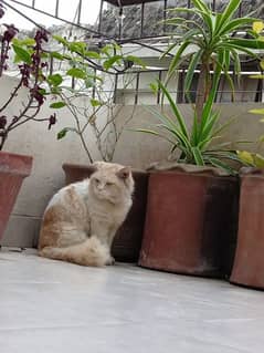 Male Cat peeepa trained