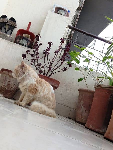 Male Cat peeepa trained 1