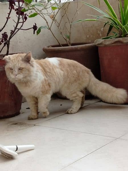 Male Cat peeepa trained 5