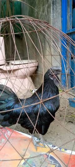 Ayam Cemani 2 Pair and 1 Male For Sale