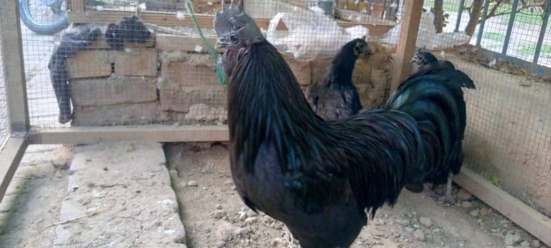 Ayam Cemani 3 Male 1