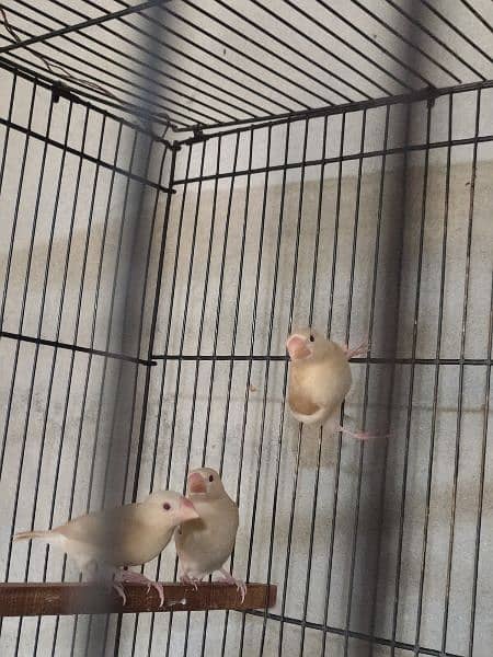 Silver Java adult, breeder and young pieces  and fawn java pathy 3