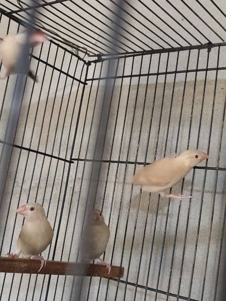 Silver Java adult, breeder and young pieces  and fawn java pathy 4