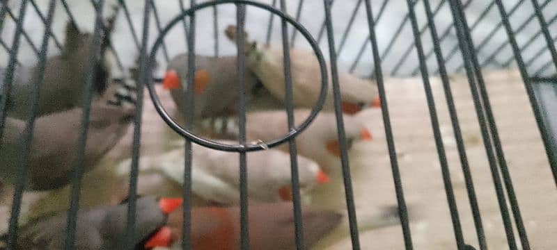 comman and mutation finches 0
