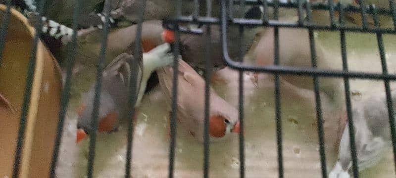 comman and mutation finches 2
