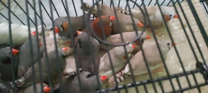 comman and mutation finches 3