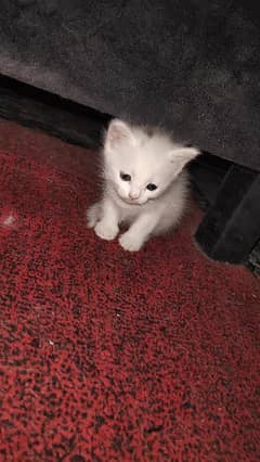 Persian cat five babies , blue eyes double kort