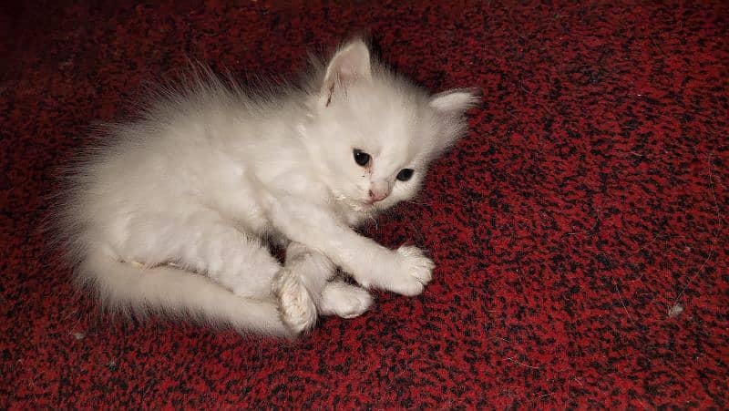 Persian cat five babies , blue eyes double kort 5
