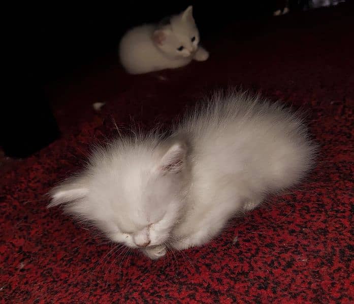 Persian cat five babies , blue eyes double kort 6