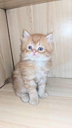 Persian kittens semi punch face