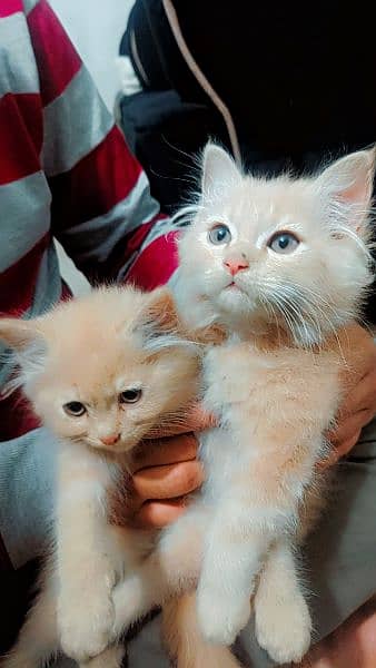 Adorable kittens 4