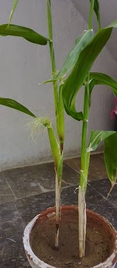 corn plant