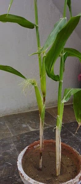 corn plant 1