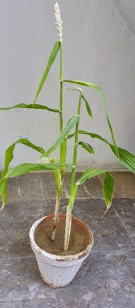 corn plant 2