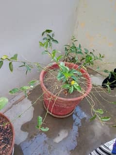 plants and pots 0