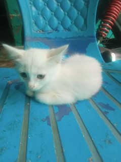 kittens for adoption Sami Persian for free