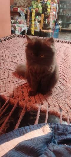 Black Female Persian Kitten 0