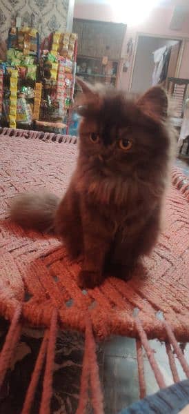 Black Female Persian Kitten 1