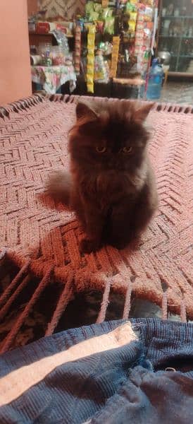 Black Female Persian Kitten 2