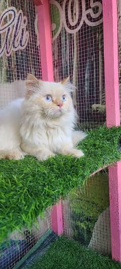 Persian male cat available for sale 0