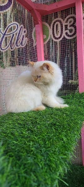 Persian male cat available for sale 1