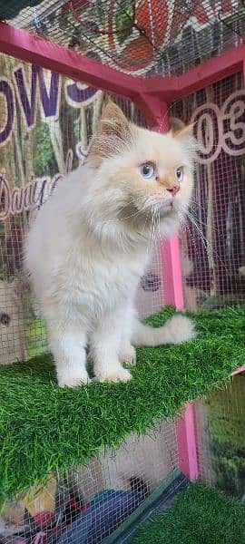 Persian male cat available for sale 2