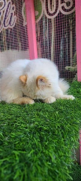 Persian male cat available for sale 3