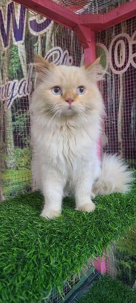 Persian male cat available for sale 4