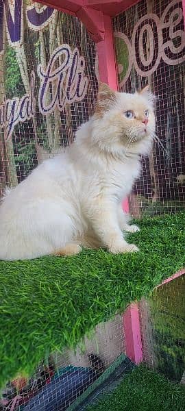 Persian male cat available for sale 5