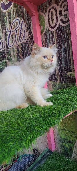 Persian male cat available for sale 6