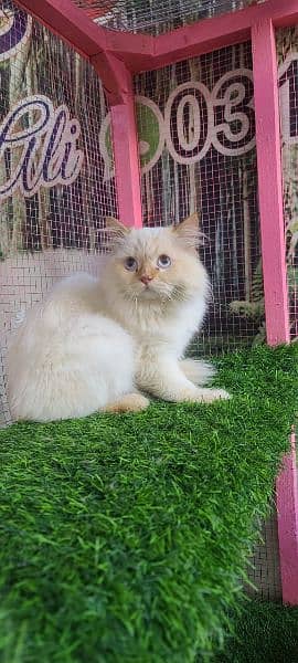 Persian male cat available for sale 7