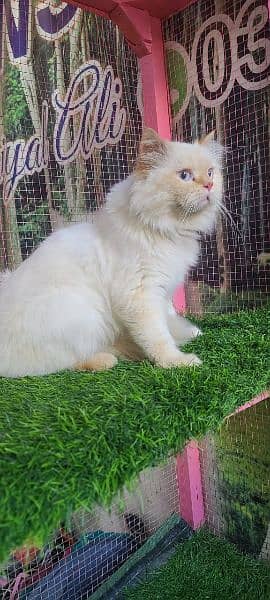 Persian male cat available for sale 8