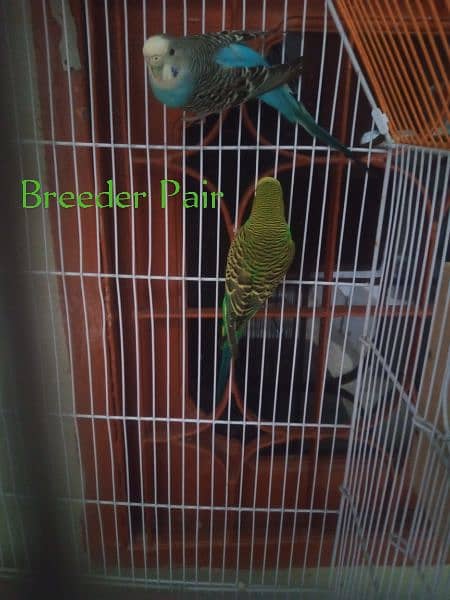 Australian Parrot Breeder pair  with cage 2